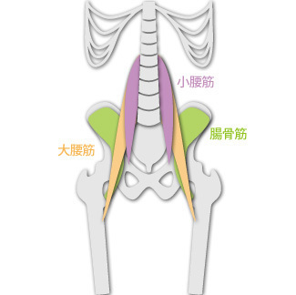 腸腰筋.jpg