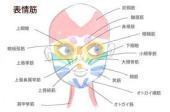 表情筋.jpg