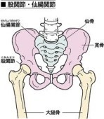 股関節.jpg