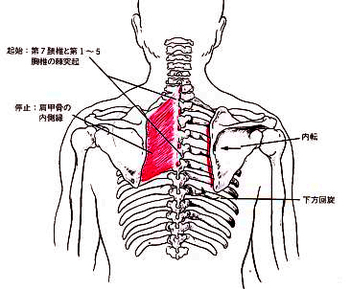 肩甲骨.jpg