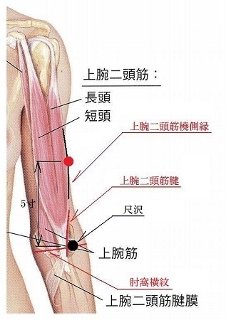 上腕二頭筋.jpg